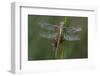 Female Western Clubtail-Klaus Honal-Framed Photographic Print