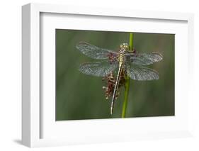 Female Western Clubtail-Klaus Honal-Framed Photographic Print