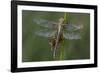 Female Western Clubtail-Klaus Honal-Framed Photographic Print