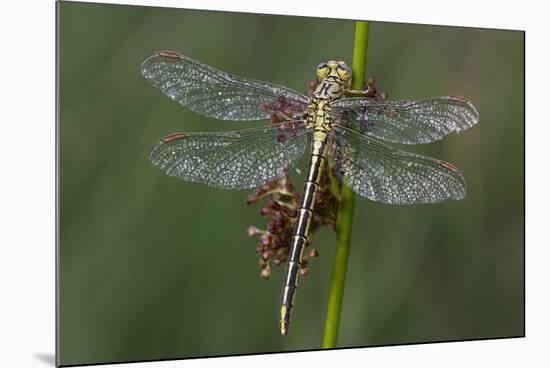 Female Western Clubtail-Klaus Honal-Mounted Photographic Print