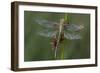 Female Western Clubtail-Klaus Honal-Framed Photographic Print