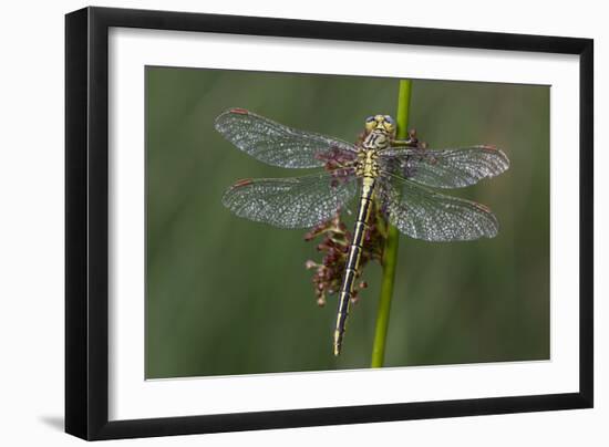 Female Western Clubtail-Klaus Honal-Framed Photographic Print