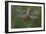 Female Western Clubtail-Klaus Honal-Framed Photographic Print