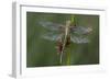 Female Western Clubtail-Klaus Honal-Framed Photographic Print