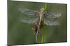 Female Western Clubtail-Klaus Honal-Mounted Photographic Print