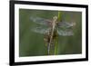 Female Western Clubtail-Klaus Honal-Framed Photographic Print