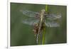 Female Western Clubtail-Klaus Honal-Framed Photographic Print