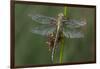 Female Western Clubtail-Klaus Honal-Framed Photographic Print