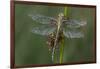 Female Western Clubtail-Klaus Honal-Framed Photographic Print