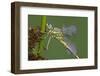 Female Western Clubtail-Klaus Honal-Framed Photographic Print