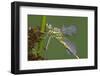 Female Western Clubtail-Klaus Honal-Framed Photographic Print