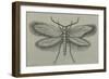 Female White-Barred Gold Moth (Micropterix Aruncella), Lepidoptera-null-Framed Giclee Print