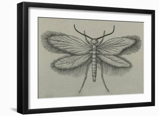 Female White-Barred Gold Moth (Micropterix Aruncella), Lepidoptera-null-Framed Giclee Print