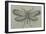 Female White-Barred Gold Moth (Micropterix Aruncella), Lepidoptera-null-Framed Giclee Print