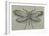 Female White-Barred Gold Moth (Micropterix Aruncella), Lepidoptera-null-Framed Giclee Print