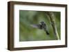 Female White necked Jacobin (Florisuga Mellivora), a type of hummingbird-G&M Therin-Weise-Framed Photographic Print