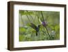 Female White necked Jacobin (Florisuga Mellivora), a type of hummingbird-G&M Therin-Weise-Framed Photographic Print