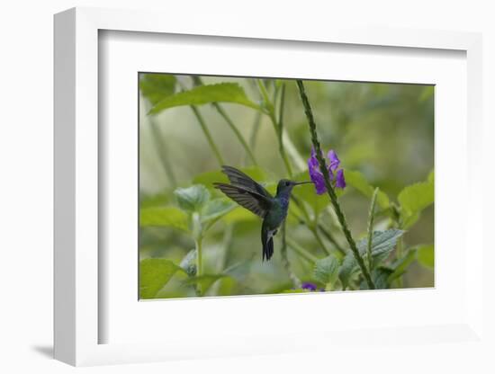 Female White necked Jacobin (Florisuga Mellivora), a type of hummingbird-G&M Therin-Weise-Framed Photographic Print