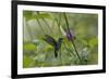 Female White necked Jacobin (Florisuga Mellivora), a type of hummingbird-G&M Therin-Weise-Framed Photographic Print