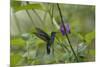 Female White necked Jacobin (Florisuga Mellivora), a type of hummingbird-G&M Therin-Weise-Mounted Photographic Print