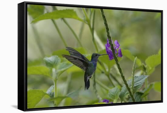 Female White necked Jacobin (Florisuga Mellivora), a type of hummingbird-G&M Therin-Weise-Framed Stretched Canvas