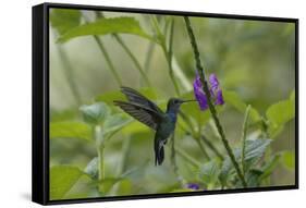 Female White necked Jacobin (Florisuga Mellivora), a type of hummingbird-G&M Therin-Weise-Framed Stretched Canvas