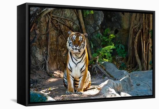 Female Wild Tiger From Thailand-sasilsolutions-Framed Stretched Canvas