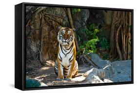Female Wild Tiger From Thailand-sasilsolutions-Framed Stretched Canvas