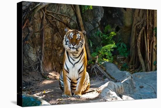 Female Wild Tiger From Thailand-sasilsolutions-Stretched Canvas