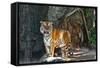 Female Wild Tiger from Thailand-sasilsolutions-Framed Stretched Canvas