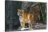 Female Wild Tiger from Thailand-sasilsolutions-Stretched Canvas