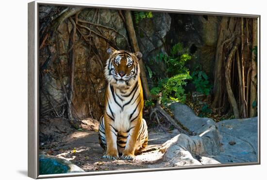 Female Wild Tiger From Thailand-sasilsolutions-Framed Photographic Print