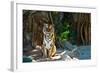 Female Wild Tiger From Thailand-sasilsolutions-Framed Photographic Print