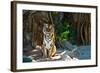 Female Wild Tiger From Thailand-sasilsolutions-Framed Photographic Print
