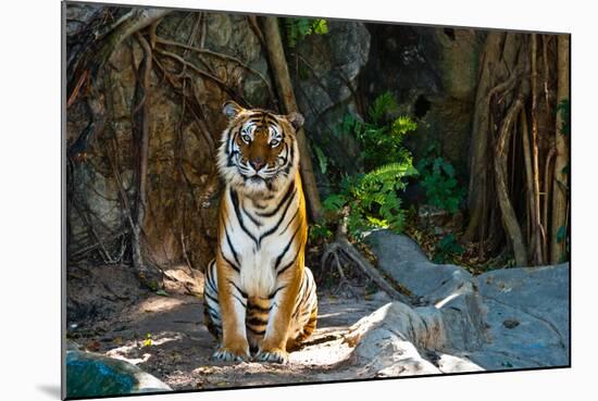 Female Wild Tiger From Thailand-sasilsolutions-Mounted Photographic Print