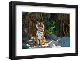 Female Wild Tiger From Thailand-sasilsolutions-Framed Photographic Print