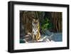 Female Wild Tiger From Thailand-sasilsolutions-Framed Photographic Print