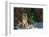 Female Wild Tiger From Thailand-sasilsolutions-Framed Photographic Print