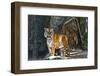 Female Wild Tiger from Thailand-sasilsolutions-Framed Photographic Print