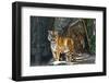 Female Wild Tiger from Thailand-sasilsolutions-Framed Photographic Print