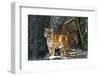 Female Wild Tiger from Thailand-sasilsolutions-Framed Photographic Print