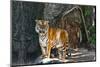 Female Wild Tiger from Thailand-sasilsolutions-Mounted Photographic Print