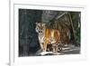 Female Wild Tiger from Thailand-sasilsolutions-Framed Photographic Print