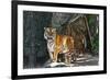 Female Wild Tiger from Thailand-sasilsolutions-Framed Photographic Print