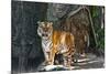 Female Wild Tiger from Thailand-sasilsolutions-Mounted Photographic Print