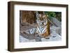 Female Wild Tiger from Thailand-sasilsolutions-Framed Photographic Print