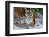 Female Wild Tiger from Thailand-sasilsolutions-Framed Photographic Print