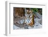 Female Wild Tiger from Thailand-sasilsolutions-Framed Photographic Print