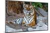 Female Wild Tiger from Thailand-sasilsolutions-Mounted Photographic Print