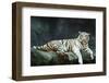 Female Wild White Tiger from Thailand-sasilsolutions-Framed Photographic Print